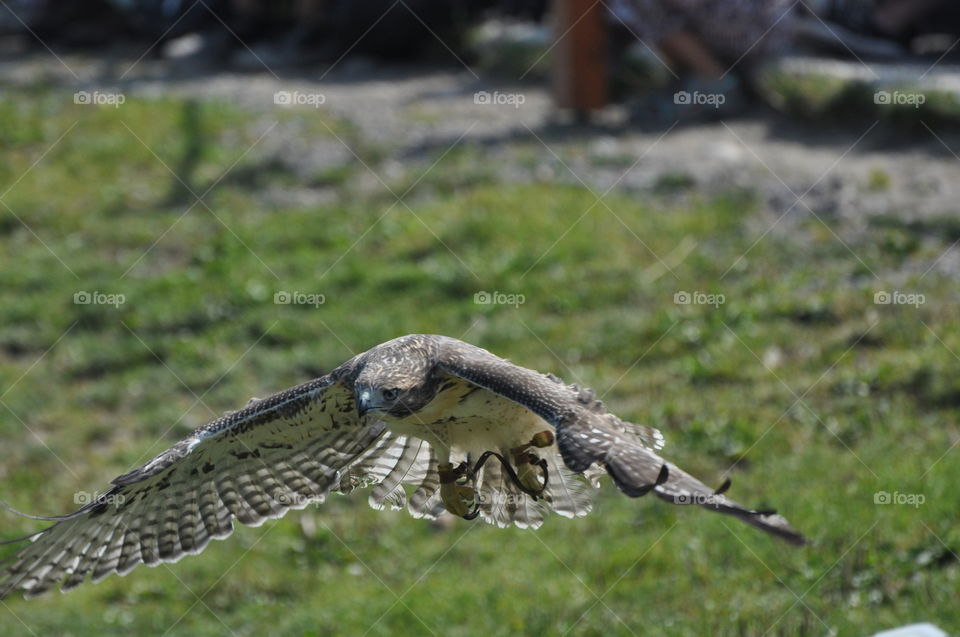 Magnificent raptors