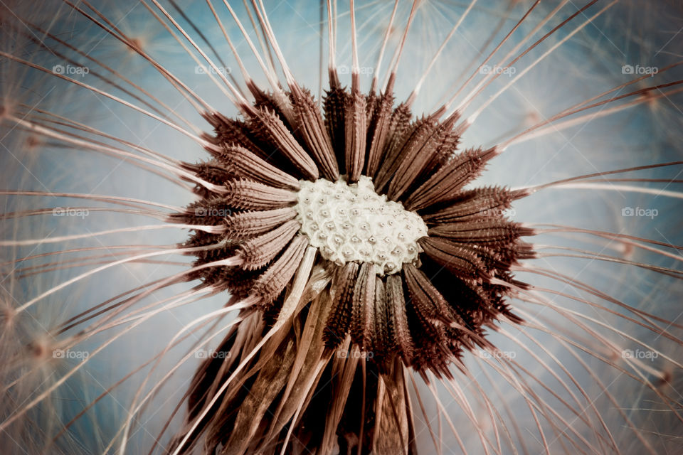 Closeup of dandelion