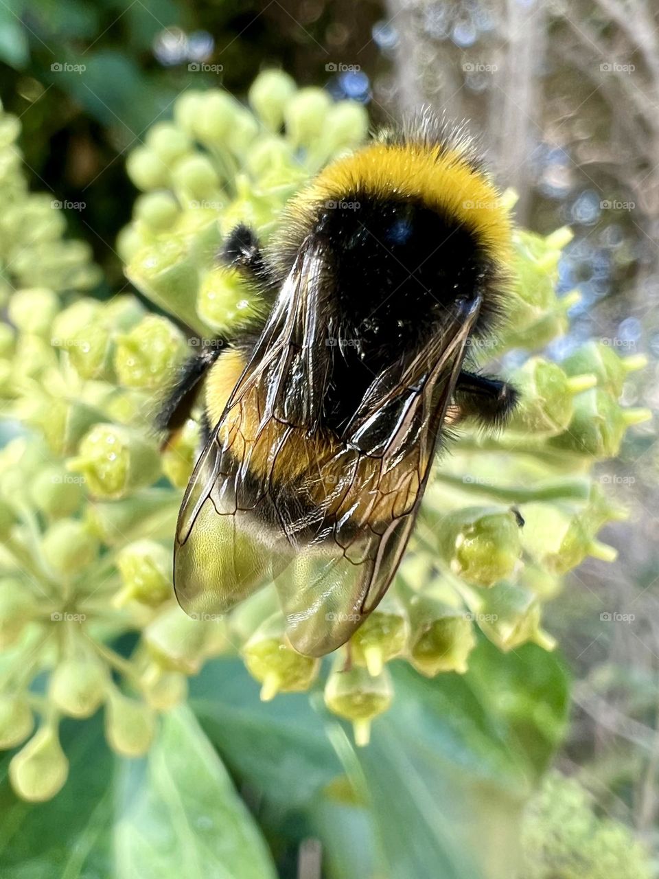 Bee at work 