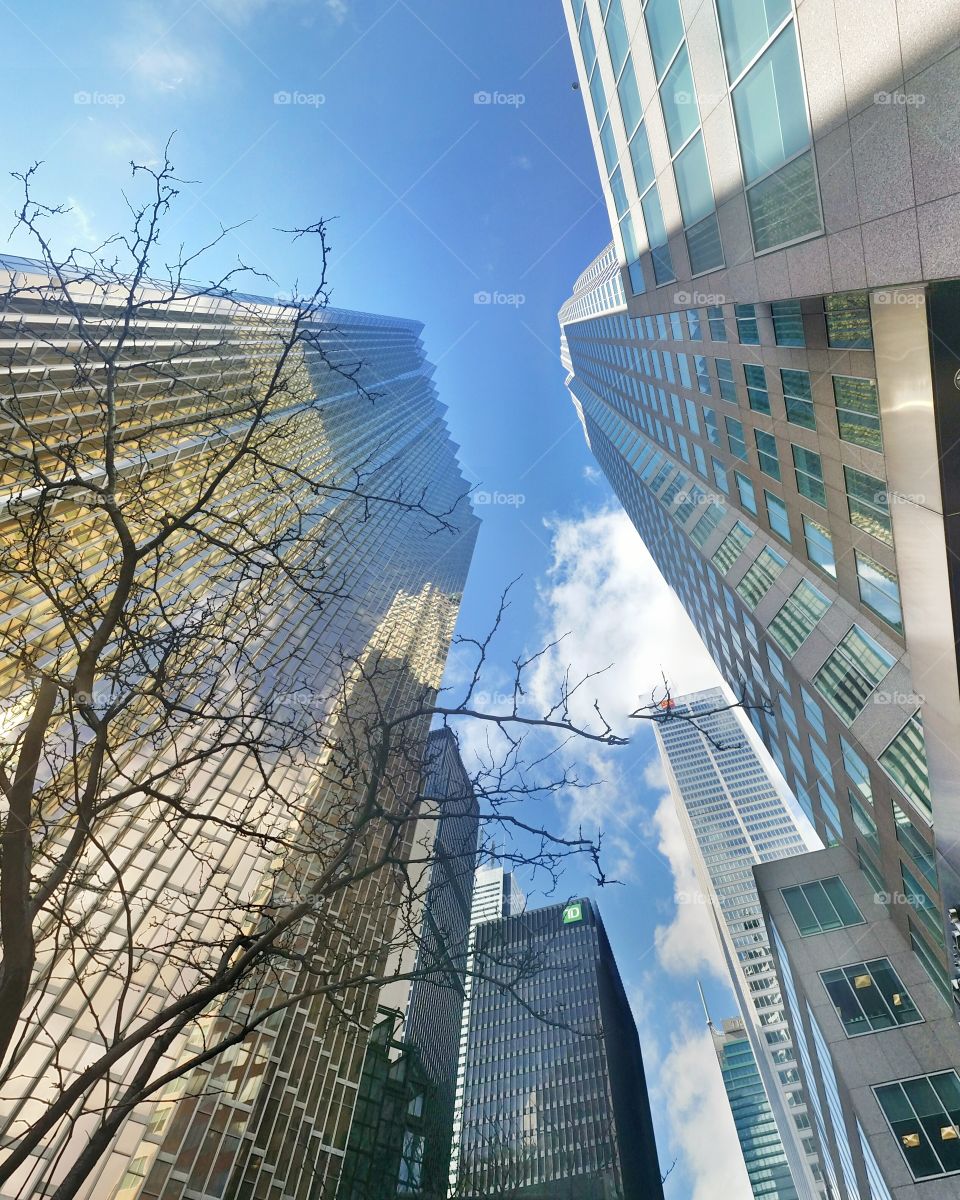 Skyscrapers. Lookup view of skyscrapers on Bay Street