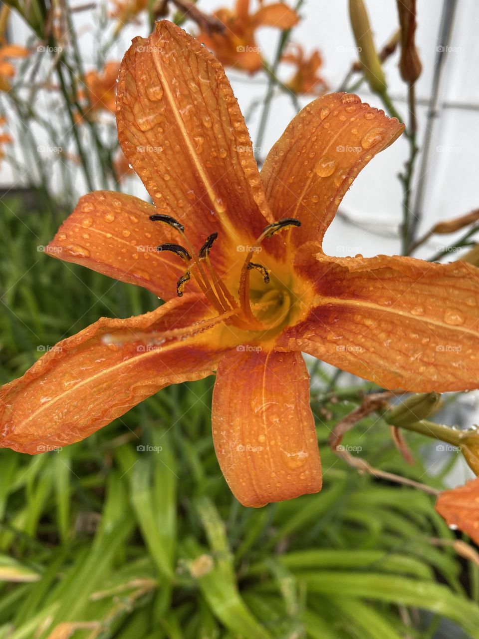 Tiger lily in the rain with droplets 