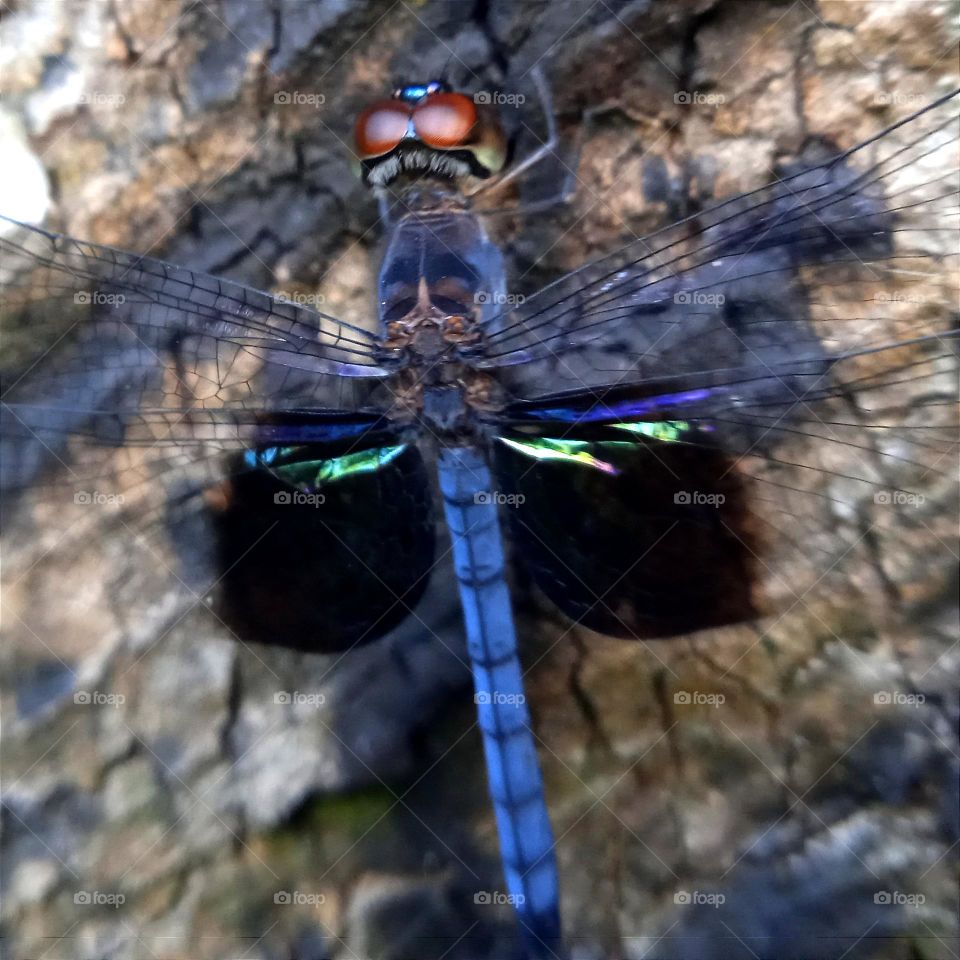 Blue dragonfly with brown eyes.