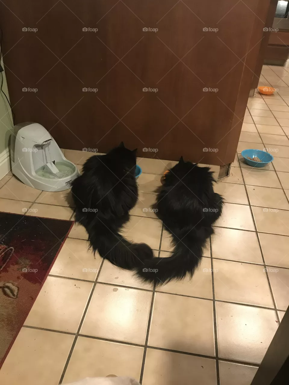 Twin black cats share mealtime 