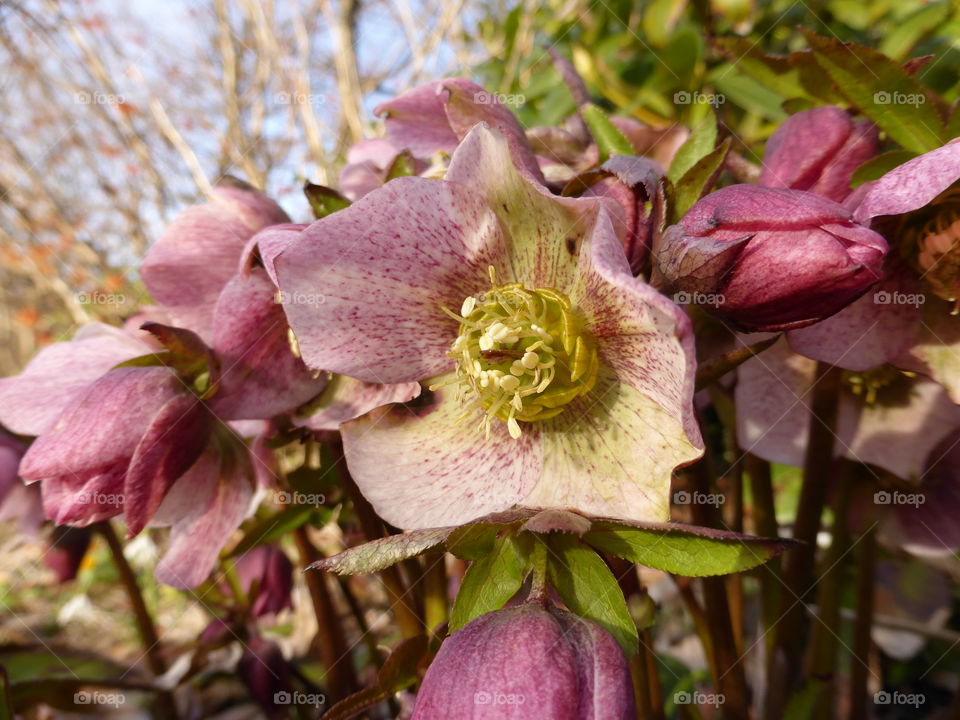 pink christmas rose