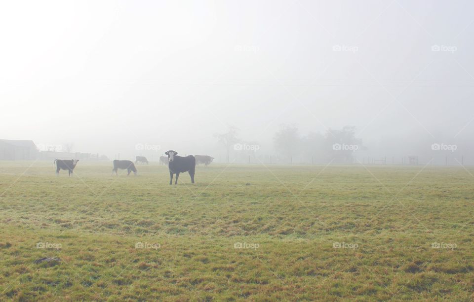 Foggy morning 