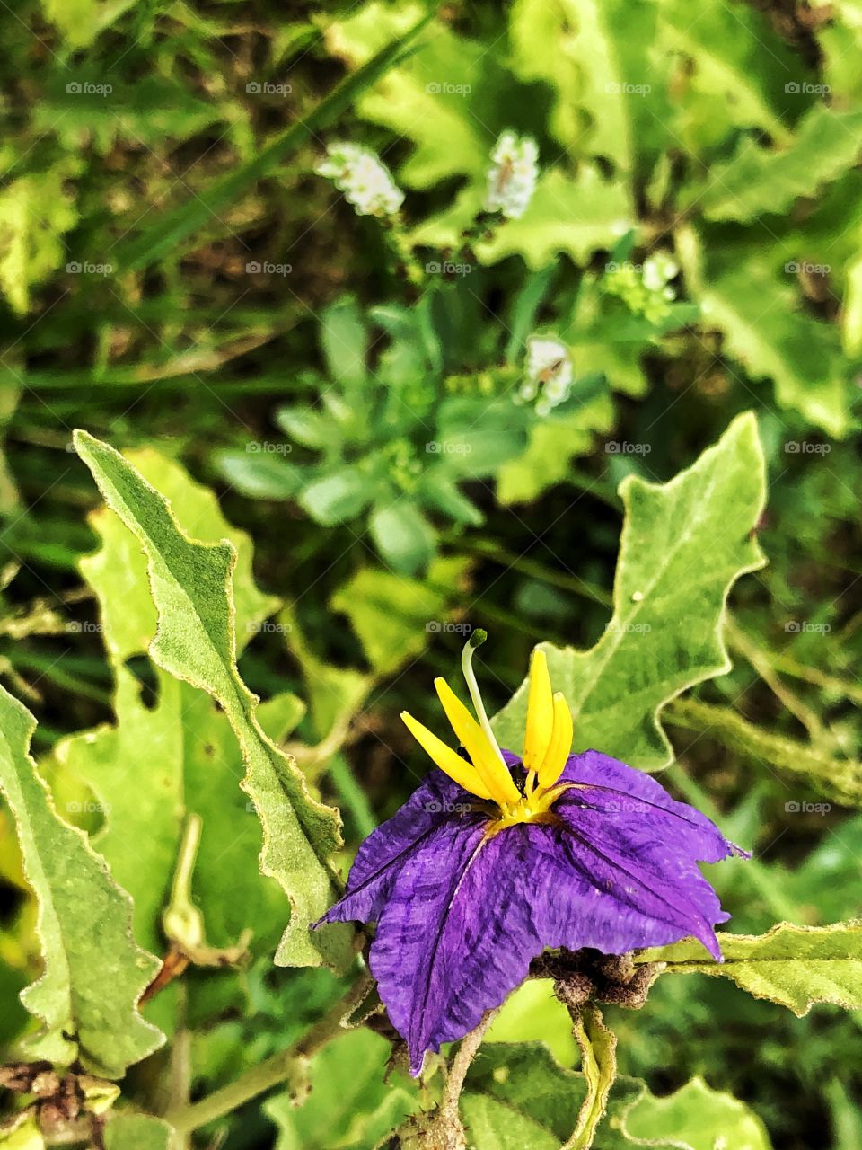 Purple wildflower on green weed background 