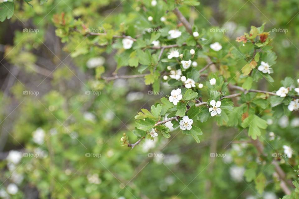 White flowers blooming in spring