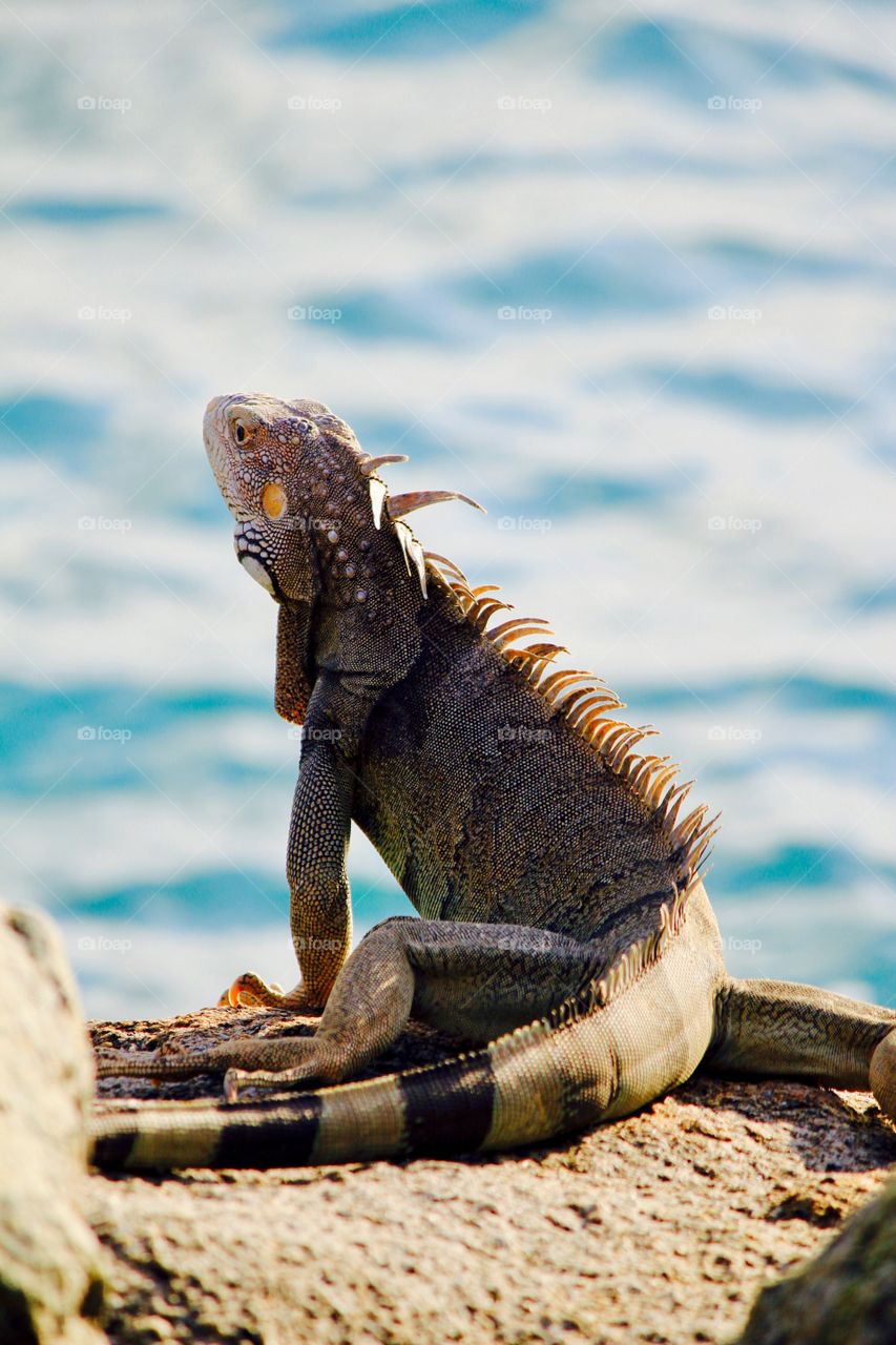 Close-up of iguana