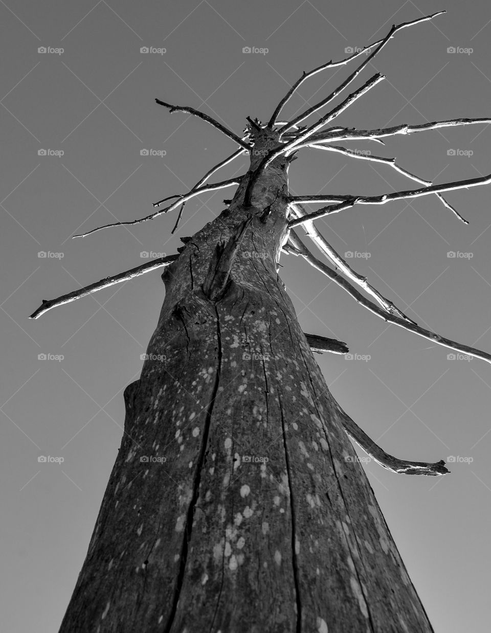 Old Cypress, Fontainebleau State Park, Mandeville, La