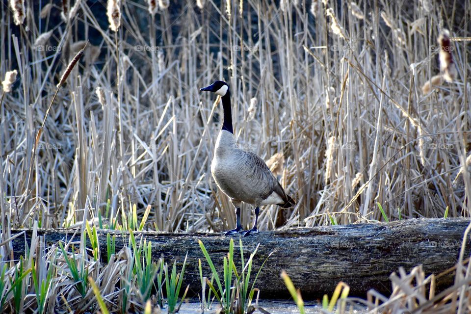 A goose relaxing in the wetlands