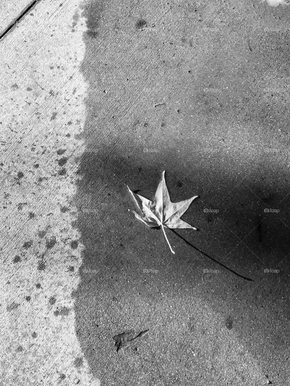 Leaf on wet sidewalk 