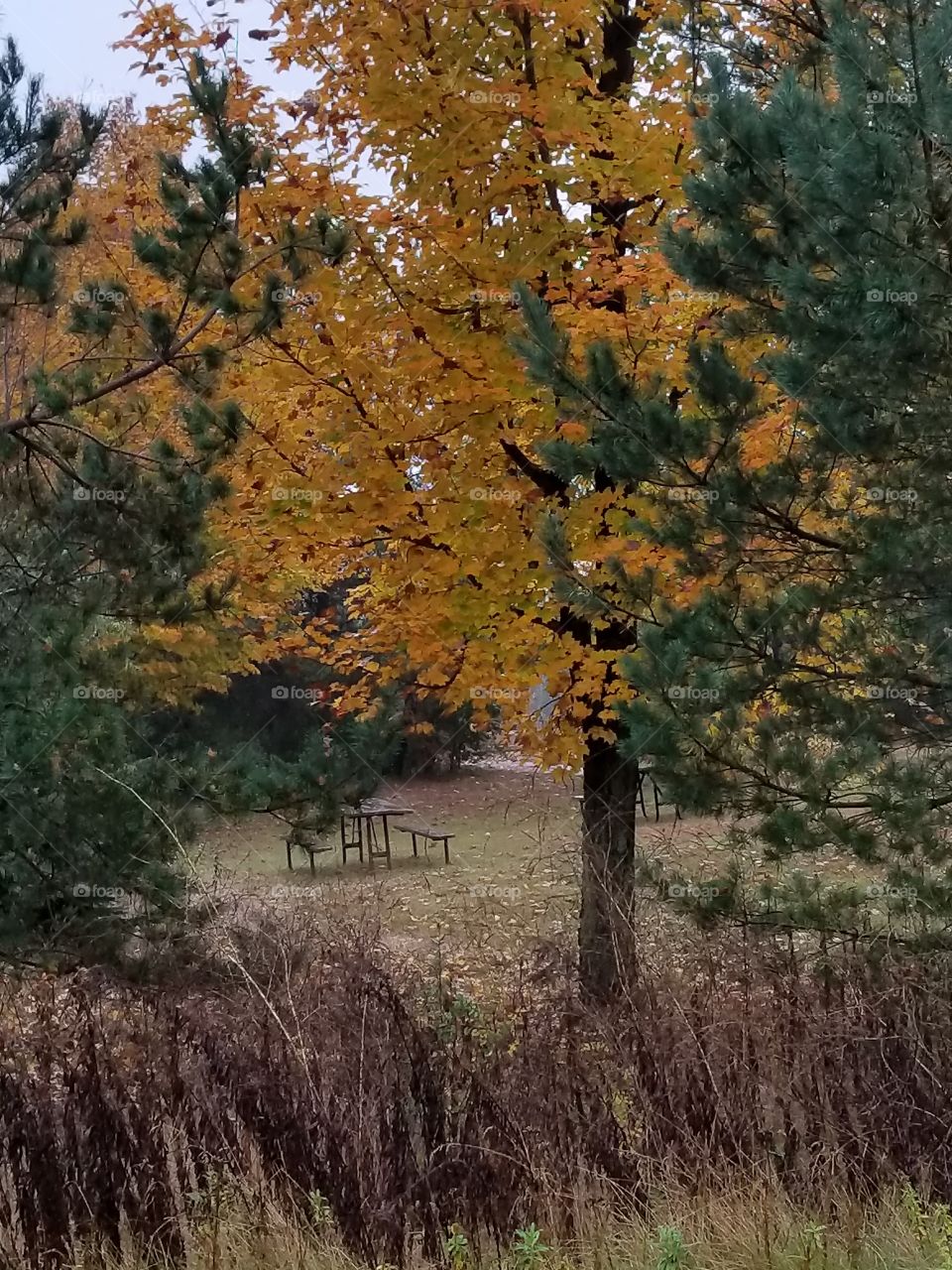 A Rainy Autumn Day Through A Raindrop Covered Windshield.