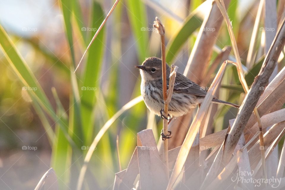 Yellow-rumped warbler