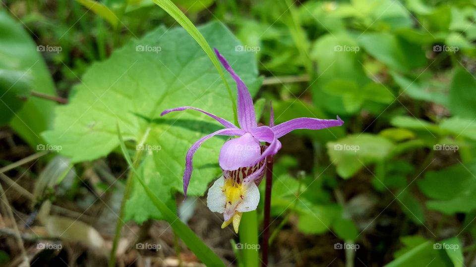 Pitcher Plant