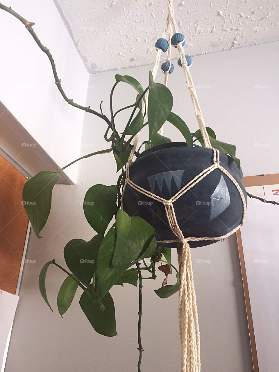 Hanging vines