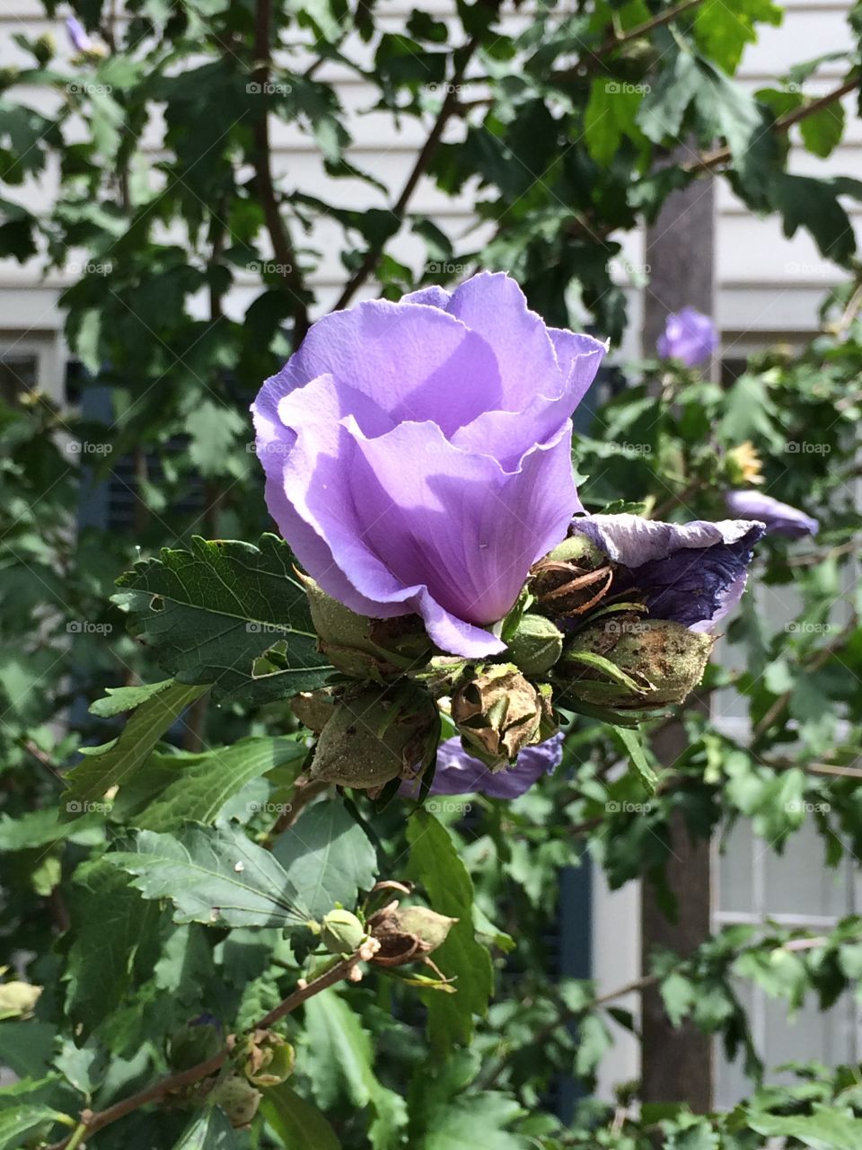 Pink flower 