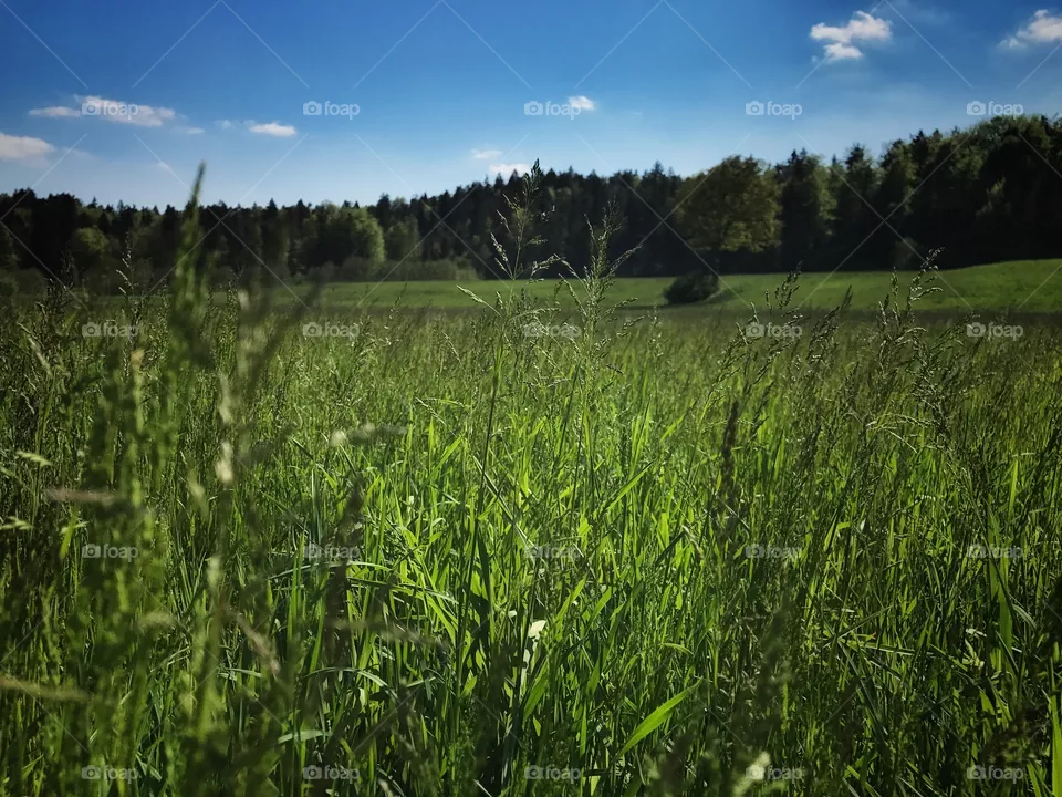 Nature 