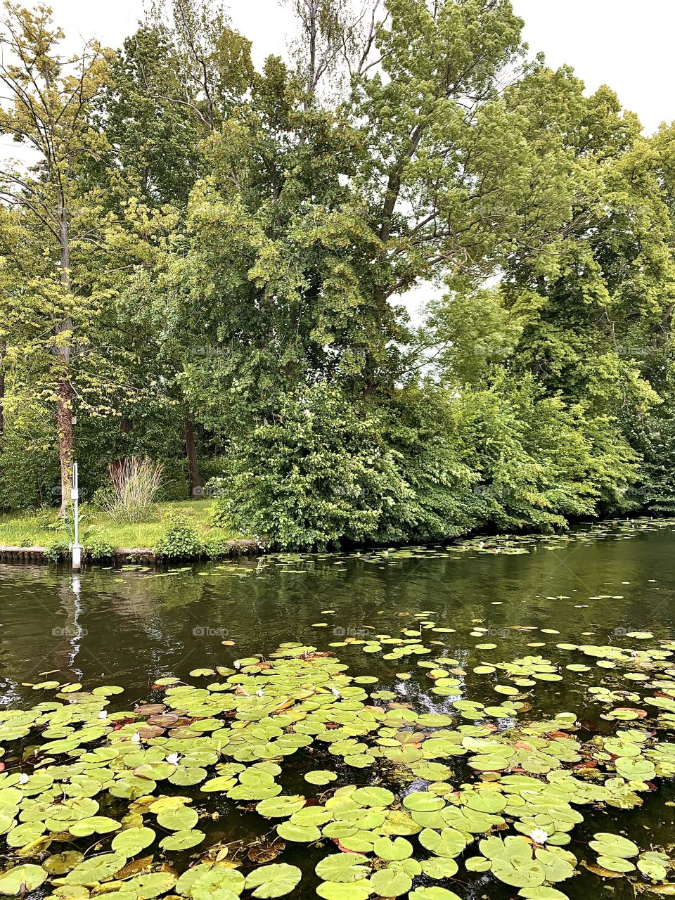 Park view with greenery