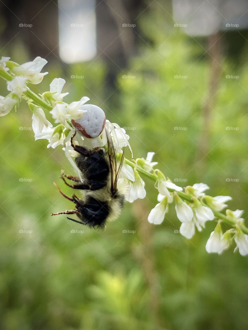 Crab spider capturing lunch 