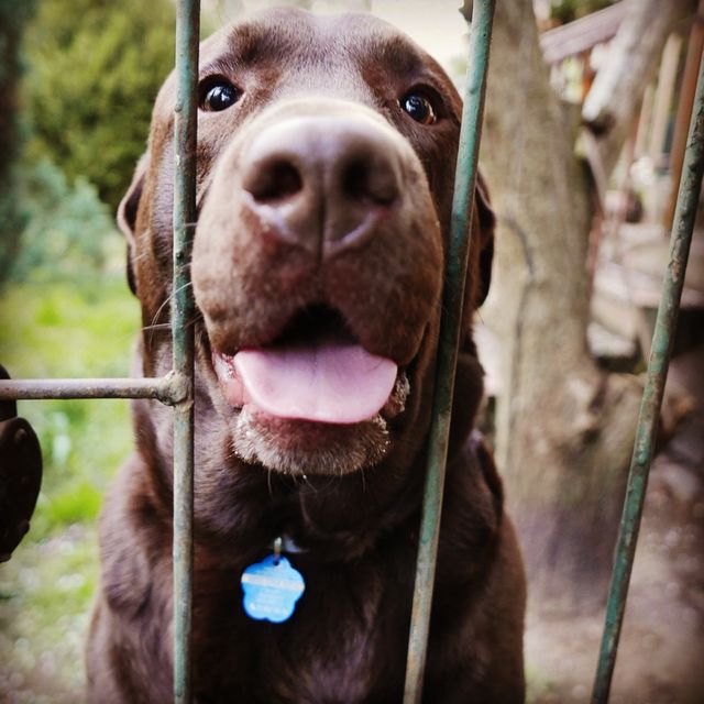 Fred (retriever), young dog 