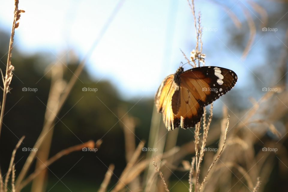 Spread your wings and fly 