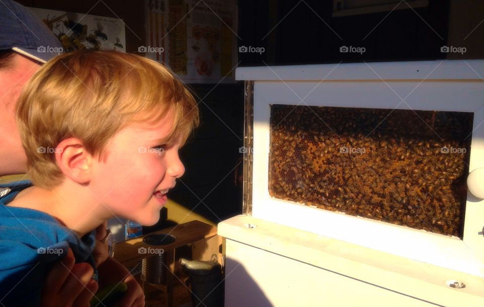 Busy bees. Watching the bees at work in a hive