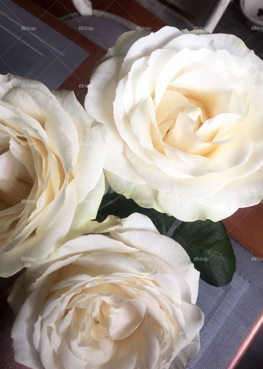 White roses 🌷