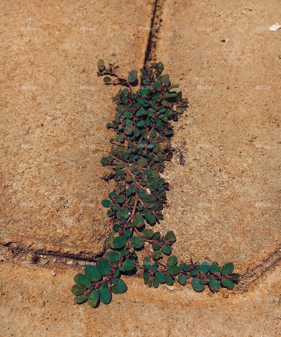 Creeping plant in pavers 