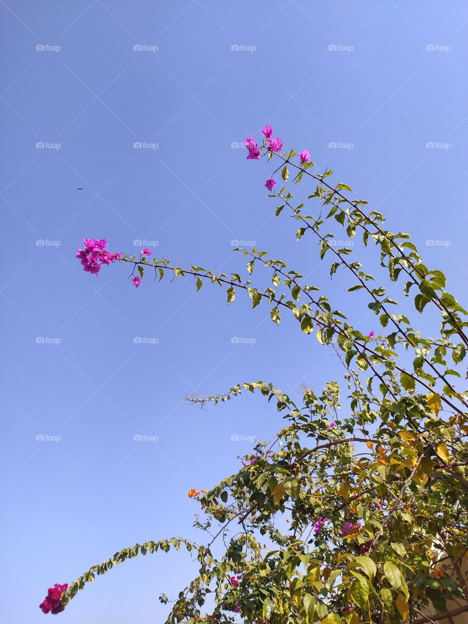 Bougainvillea enjoying warmth of winter sunshine