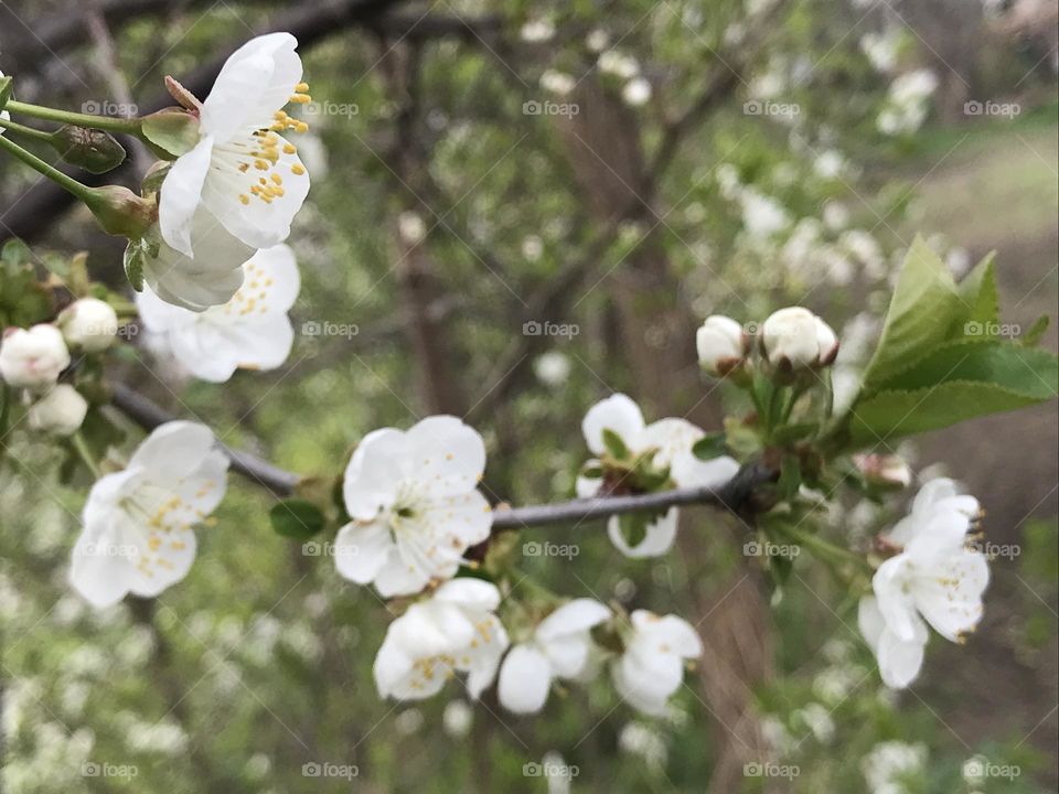 White blooms