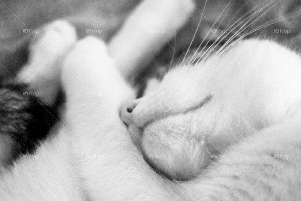 my sleeping beloved cat in monochrome