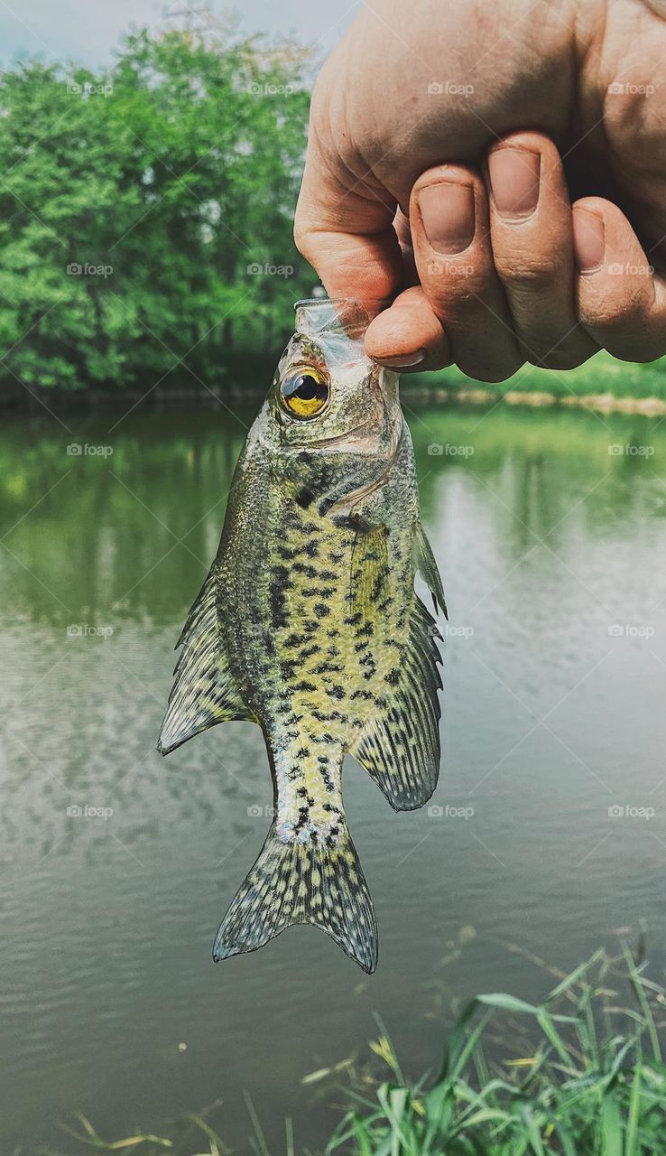 Hand holding fish