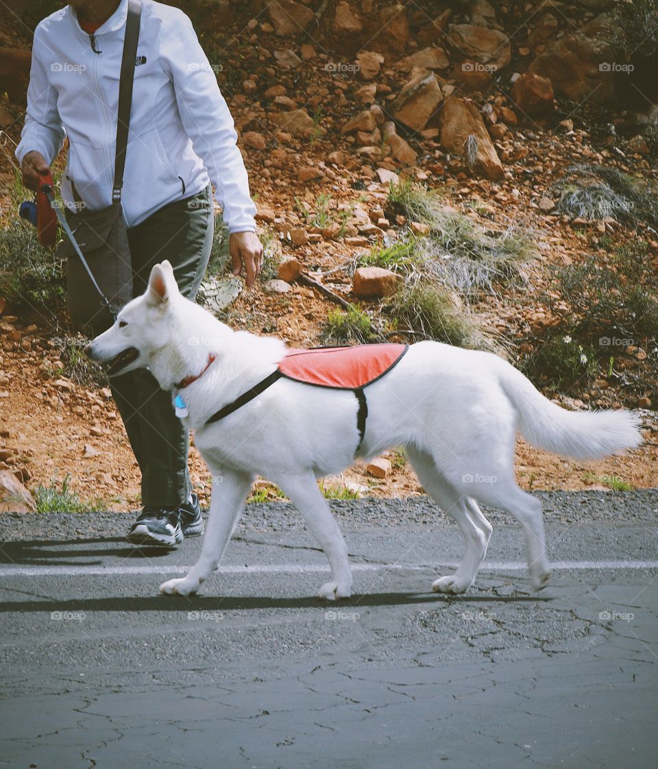 Spring walk with dog 