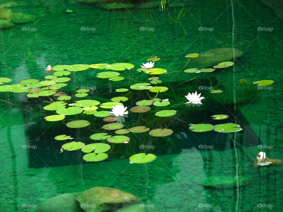 waterlilies
