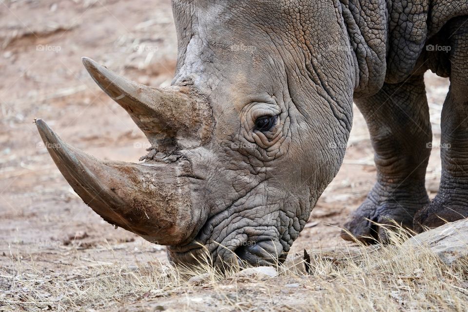 Grazing White Rhino