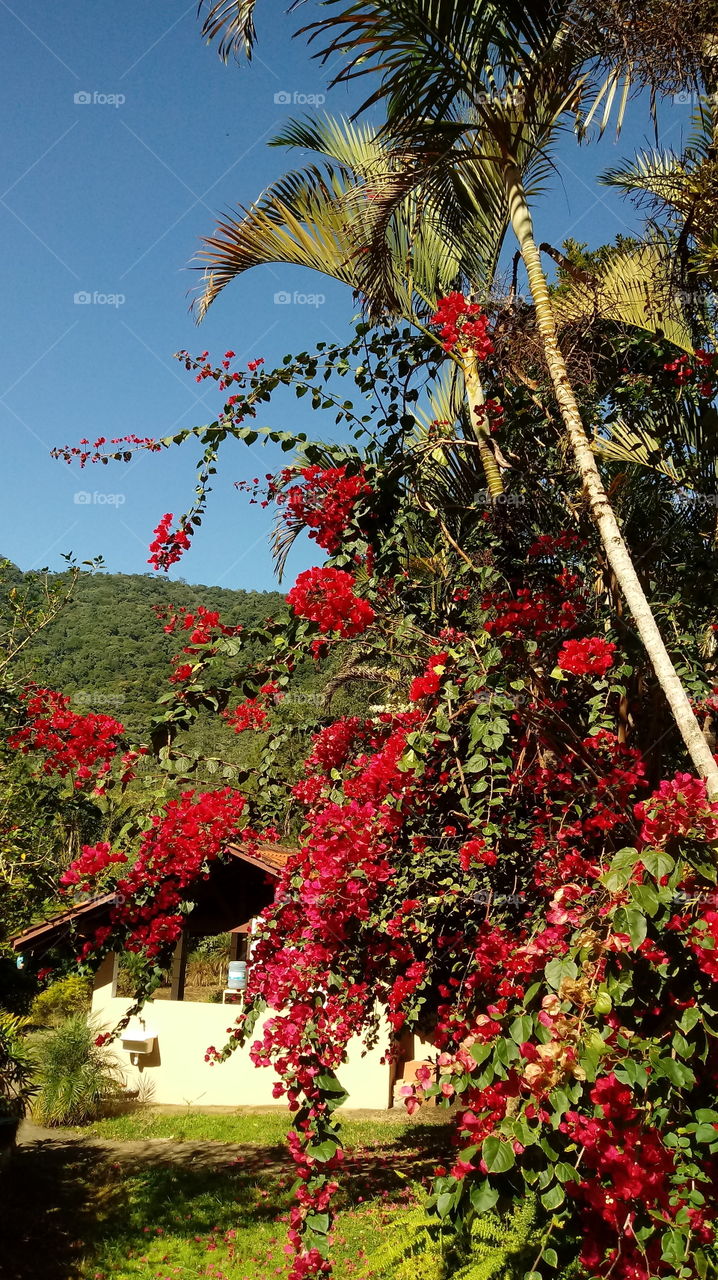 Bougainvillea Glabra Primavera Vermelha