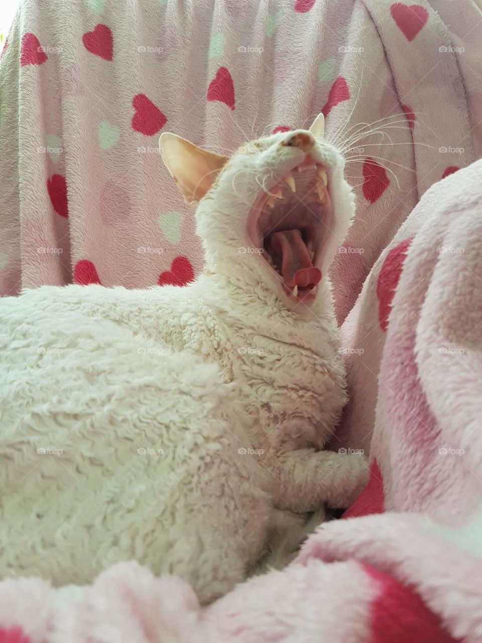 cat yawning after waking up from a comforting nap during a rainy day