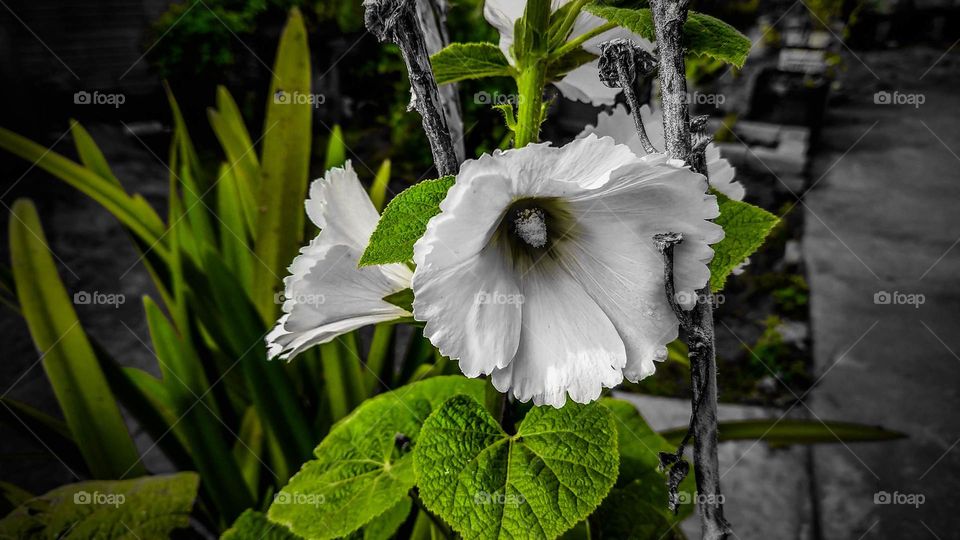 Tudo é tão importante como a gente as plantas as flores as cores luzes e tudo que há de tão sublime quanto essas raras belezas da vida.