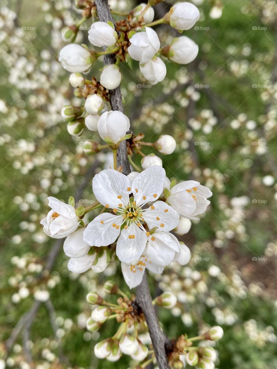 Blossom on the tree 