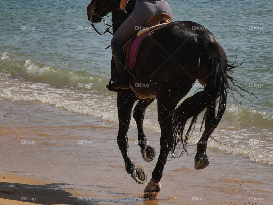 caballo al trote mar