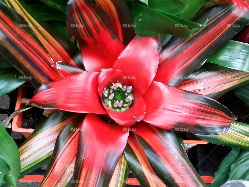 In a Plant