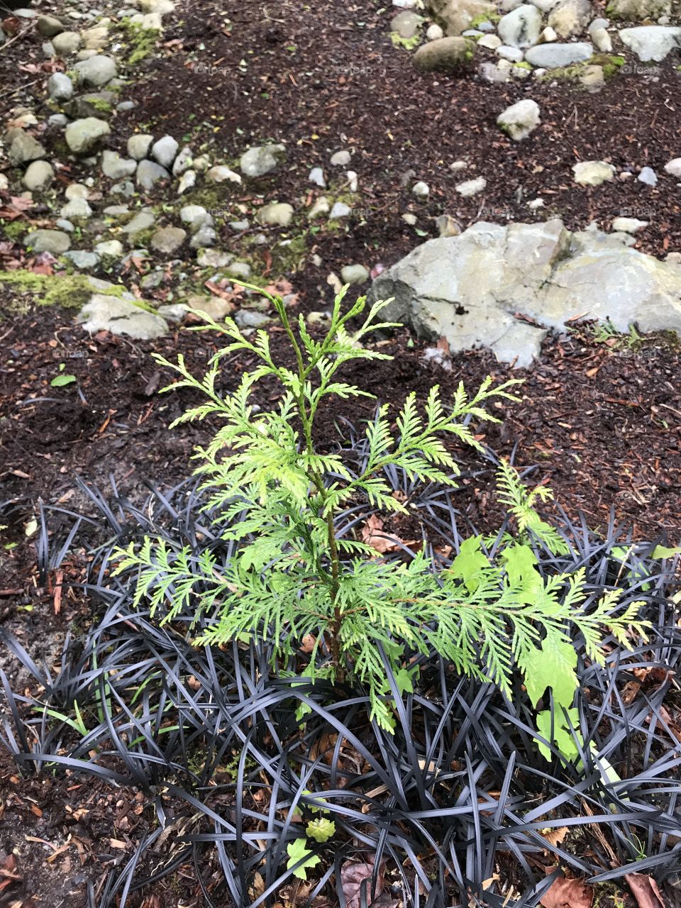 A few plants and rocks