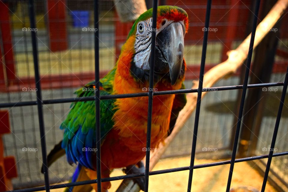 Bird, Parrot, Cage, Zoo, Wildlife