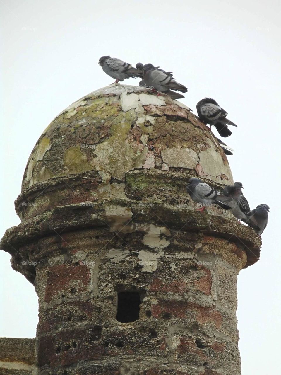 Pigeons on an old Spanish structure. 