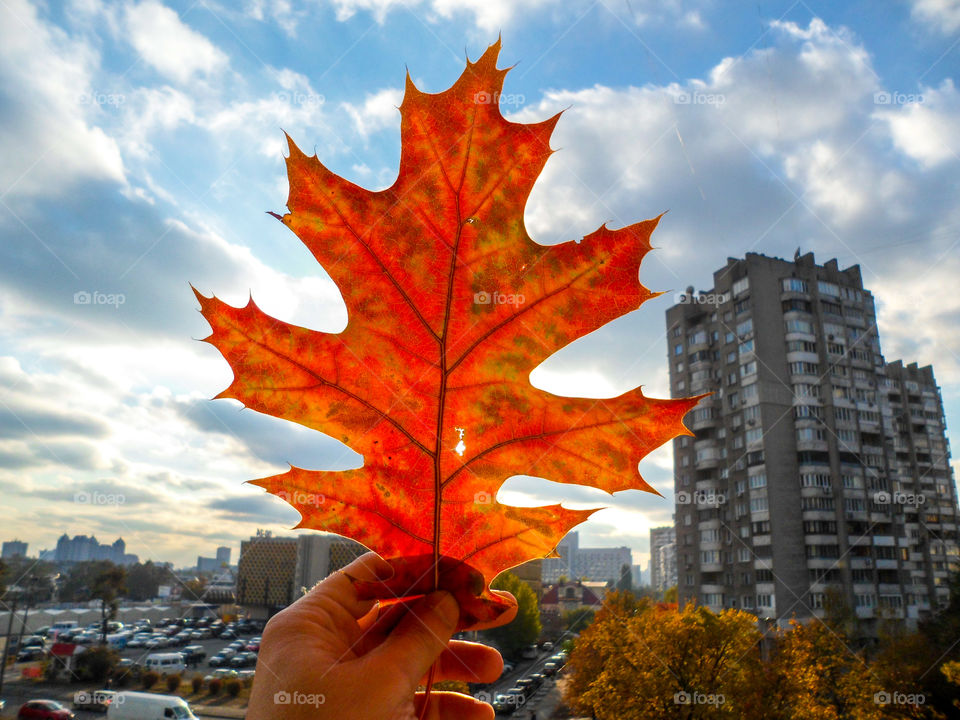 autumn leaf against the sky