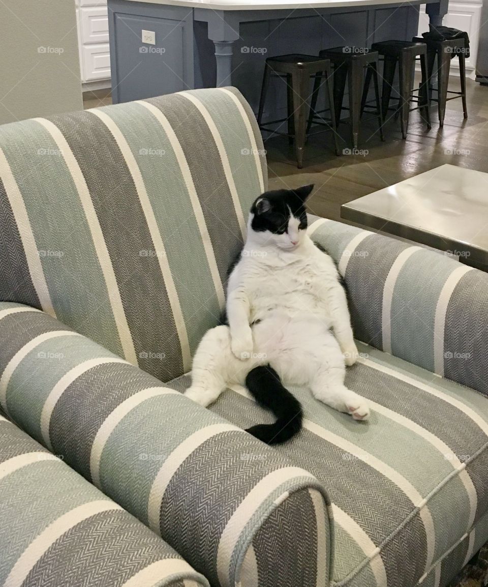 Fat cool black and white cat relaxing and chilling on a chair watching television. 