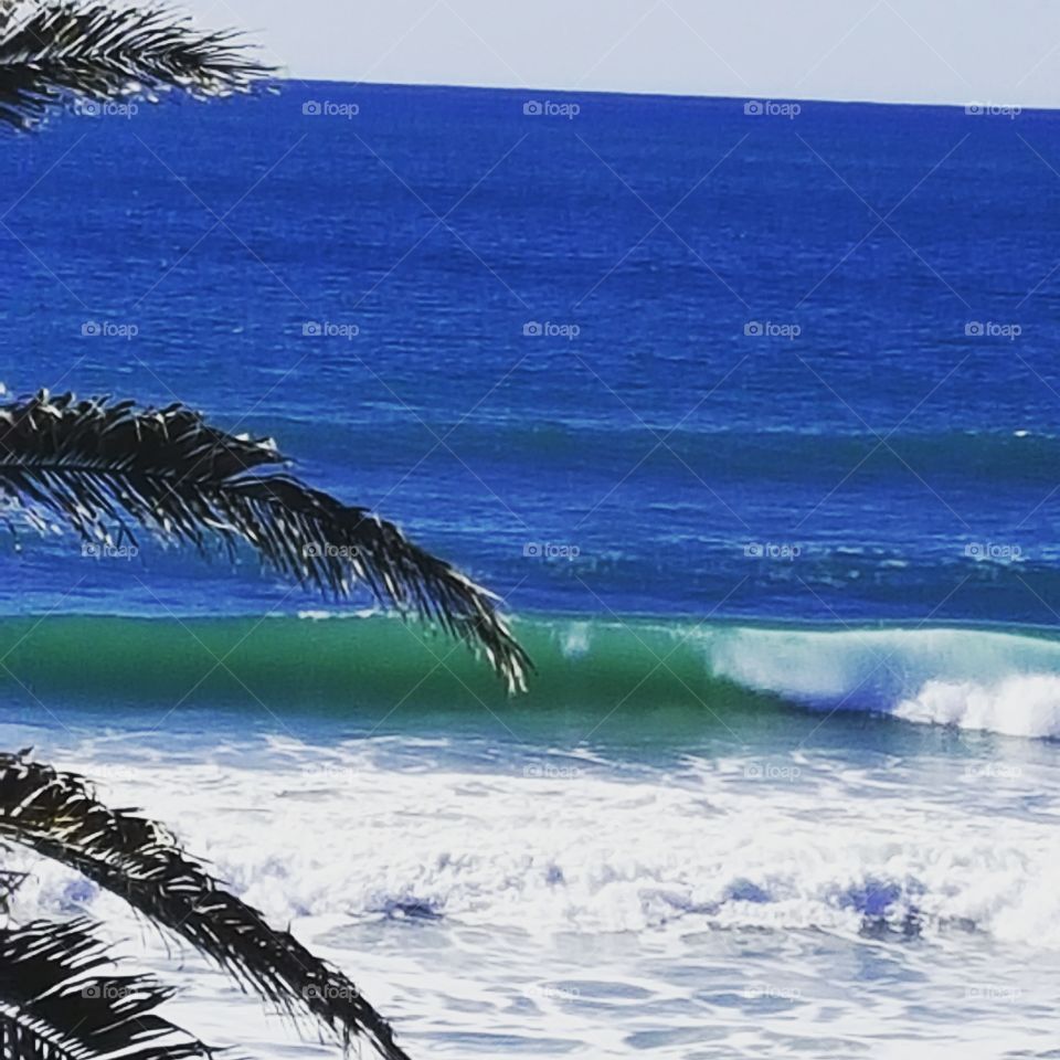 Tropical looking waves and palm tree