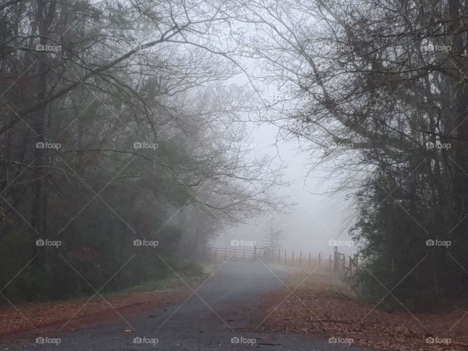 foggy road