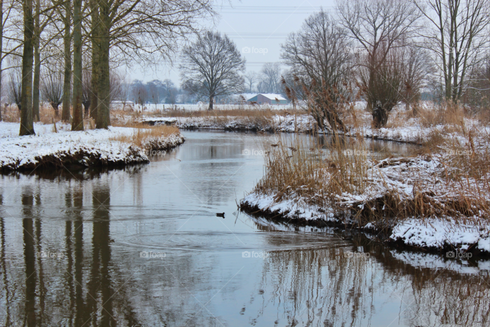 winter nature water bird by twilite