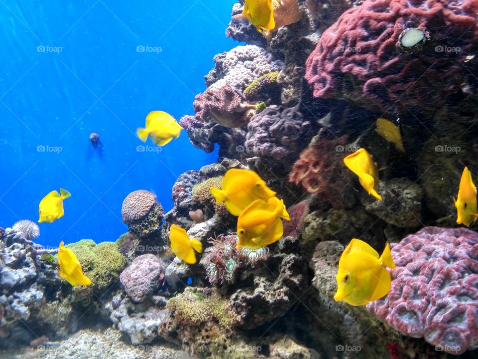 Yellow mellow fishes
